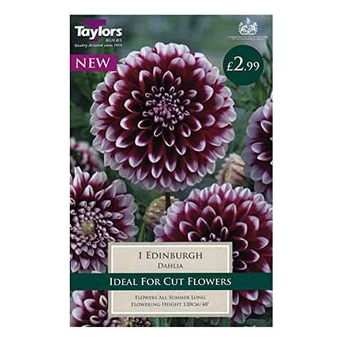 Taylors Bulbs TS307 Dahlia Edinburgh Pack Cover