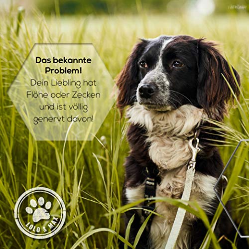 Lolo & Max - Floh- & Zeckenmittel für Hunde 100% Natürlicher Spot On - Bis zu 8 Monate Abwehr & Bekämpfung von Flöhen & Anderen Parasiten (Zecken,Milben,Läuse,Haarlinge,Wanzen) - 40ml