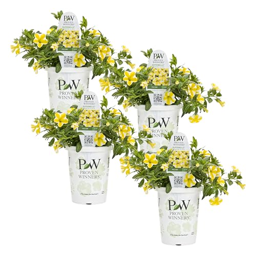 Proven Winners Calibrachoa Plant - Superbells Lemon Slice - 4 Pack - Annual Flower for Spring & Summer Blooms - 6 Tall x 6 Wide 1.56 Pt Pot
