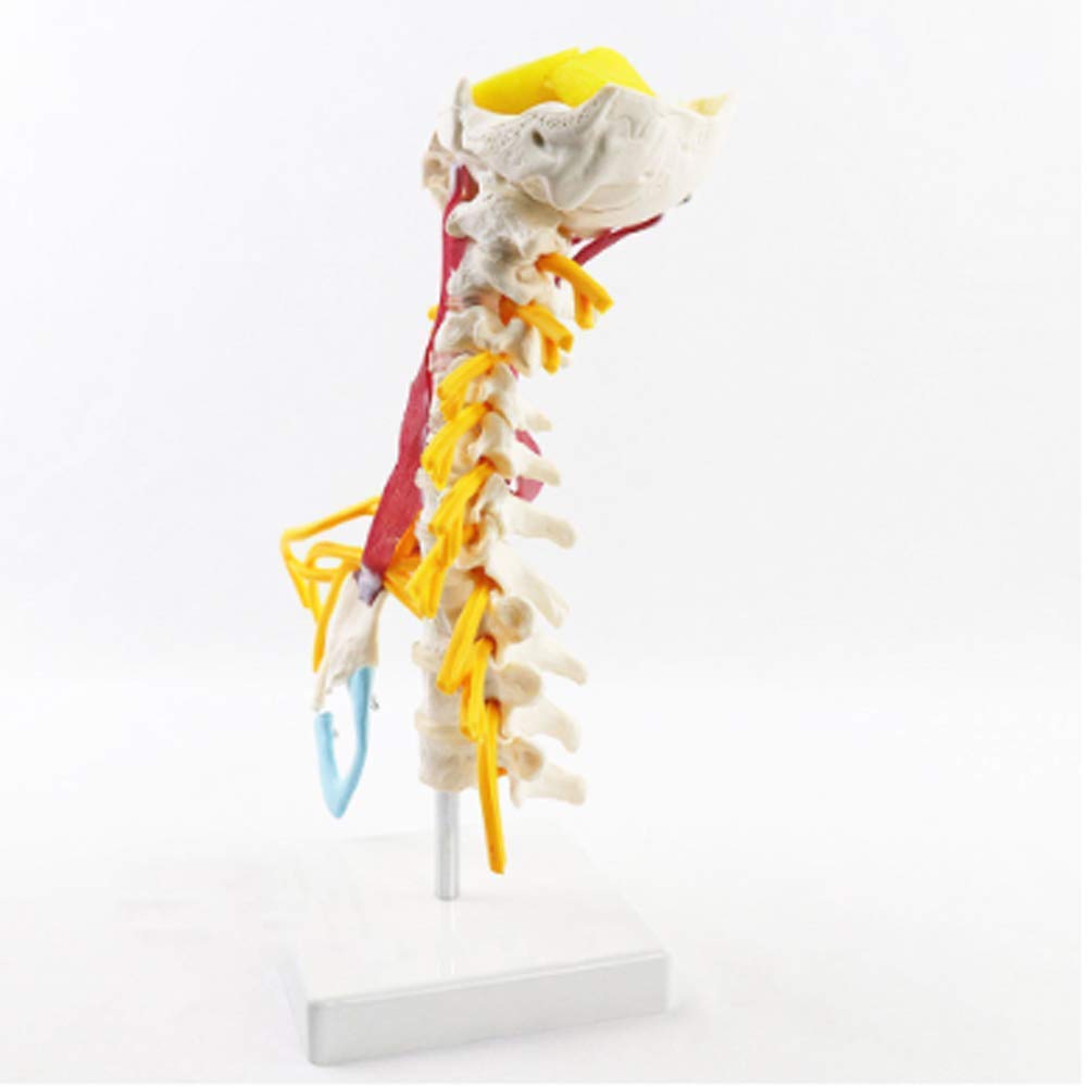 Buy Educational Model Medical Human Cervical Spine Model Brachial Plexus Muscle Model Anatomical
