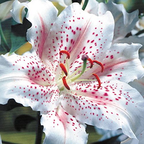 Oriental Lily-Muscadet Oriental Lily(3 bulb) Pots and Planters,Cut Flowers. Perennial-Now Shipping !