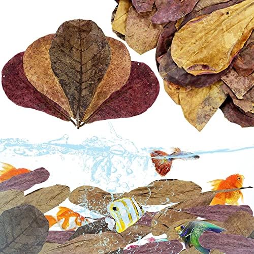 30 Premium Indian Almond Leaves. Aquarium Decorations Superb to be Health Better, Success Full Breeding of Betta & Hermit Crabs