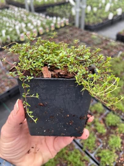 Red Creeping Thyme- Thyme Coccineus- One Plant Per 3.5" Pot (5)