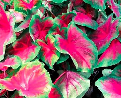 Buck Caladium Bulbs - One Top Size Bulb - Stunning Green and Red Foliage - Hardy in Zones 9-11 - Good for Gardens and Pots - Vibrant Caladium Plants