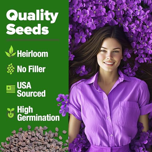 Image of HOME GROWN Aubrieta Rock Cress Purple, Flowering Ground Cover Seed Pack, Non GMO Perennial Cress Seeds for Planting Outdoor Lawn Gardens 300 Aubrieta deltoidea Flower Seeds