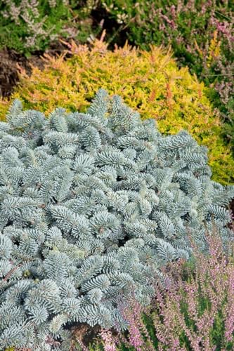 Abies koreana 'Blaue Hexe' 30-40 cm – Winterhart, Immergrün, Pflegeleicht – Koreatanne – Nadelgehölz für Steingarten & Kübel