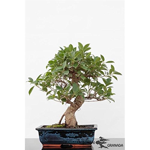 Bonsai Ficus retusa 10 años