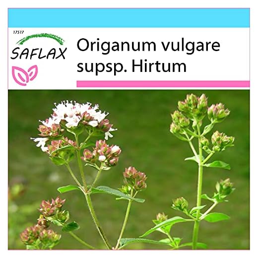 SAFLAX - Set regalo - Orégano griego - 600 semillas - Con caja regalo/envío, etiqueta para envío, tarjeta de felicitación y sustrato de cultivo y fertilizante - Origanum vulgare