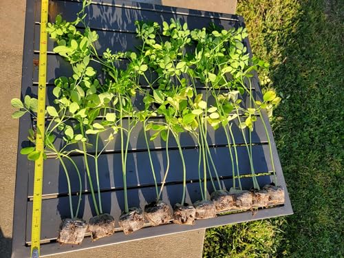 Moringa Tree Live Moringa Plant with Moringa Seeds Non GMO Organically Grown Moringa Tree Seedling with Moringa Seeds Live Moringa Plant