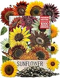 Seed Needs Sunflower Seeds for Planting The Original Crazy Blend | 1 Ounce 15+ Heirloom Varieties Open Pollinated & Untreated | Resealable Bulk Package Multicolored Blooms Flower Seeds