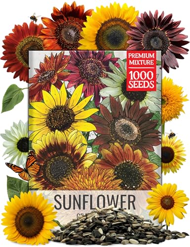 Seed Needs Sunflower Seeds for Planting The Original Crazy Blend