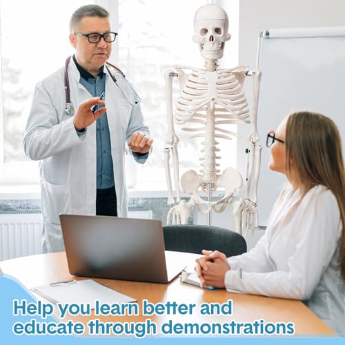 Image of Briwooody Human Skeleton Model for Anatomy 33.4'' Model Half Size Human Skeleton with Base Movable Arms and Legs for Students and Teachers