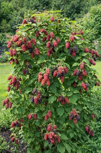 Tayberry Beerenstrauch Rubus Buckingham Tayberry dornlose Brombeere-Himbeere Kreuzung reich tragend winterhart selbstfruchtbar 5060 cm hoch inkl. Topf
