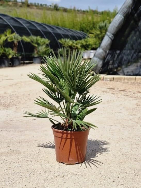 Crescita: questa specie ha una crescita alquanto lenta, si adatta bene alla coltivazione in vaso. Esposizione: soleggiata o parzialmente ombreggiata