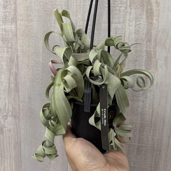 Amazon｜観葉植物：チランジア エアープランツ カーリースリム XXL