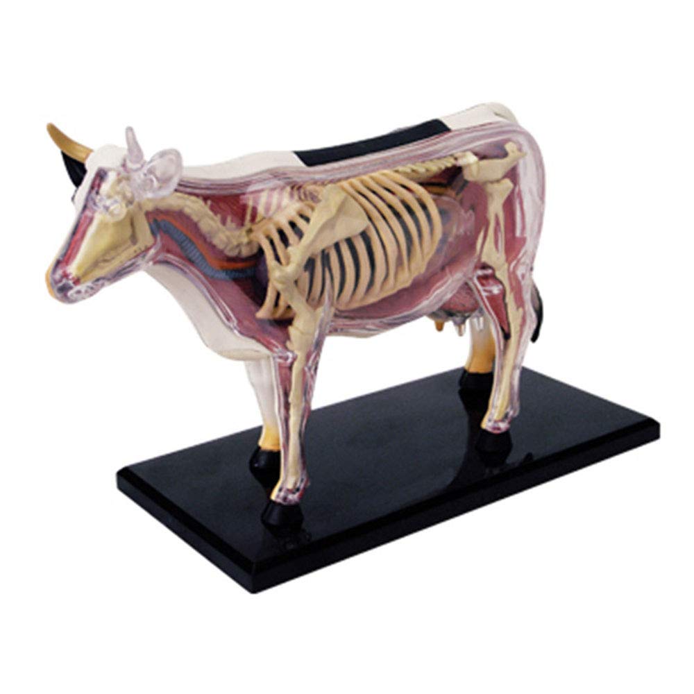 Jfgctyhxy One Color Anatomy Models, Animal Anatomical Modelsimulation Cow Modeldetachable 29 Parts Organ Anatomy Medical Teaching Modelfor