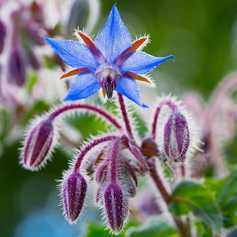 Premier Seeds Direct Borage Herb Seeds Cover