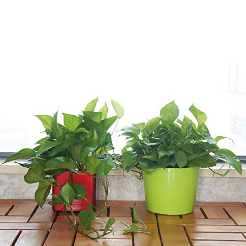 7 Inch Round Self Watering Planter With Water Level Gauge Indoor Outdoor Garden Modern Decorative Flower Pot For All House Plants Rose Herbs Succulents (3, Tricolor Without Soil) #TOP4