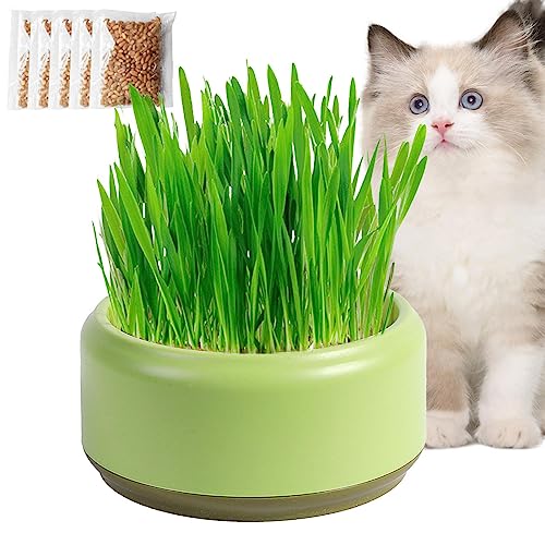 grama para gatos – Plantador hidropônico grama para gatos em ambientes internos, kit cultivo grama g