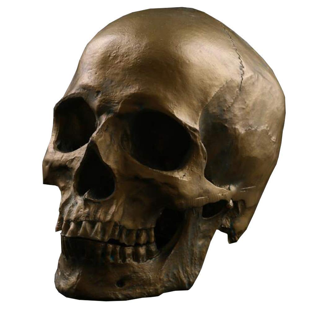 Modèle Anatomique, Modèle de crâne médical Matériel de résine Skull Humain Modèle Anatomique, Halloween Squelette Squelette Enseignement médical Aide, Halloween