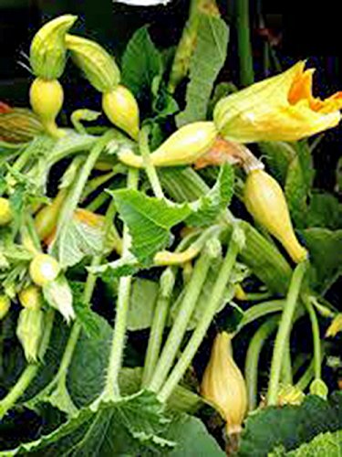 Squash Seeds,Golden Crookneck Squash, Heirloom, 100 Seeds,Non GMO