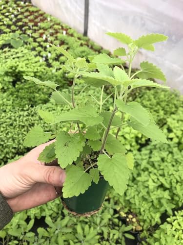 Catnip Live Plants in 4-Inch Pots - Lush Foliage Potent Aroma - Healthy Happy Felines - Make Your Cats Happy - Robust Nepeta Cataria for Home Gardening (1)