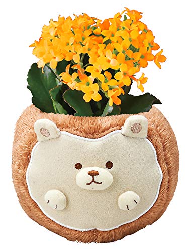 Ԃ̃Mtg JRG  A v[g Mtg a j  Ԕ  nlY~