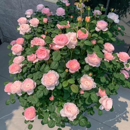 Semillas de rosal, de jardín decoración de otoño Semillas de rosa trepadora, Rosa chinensis, Las perennes son perennes resistentes arbustos 350pcs