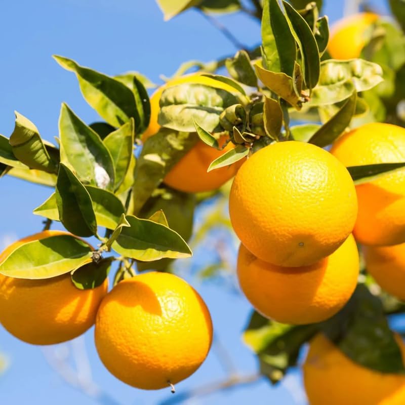 Valencia Orange Tree Live Plant, 4-5 Feet Tall in 5 Gallon Pot, Sweet Citrus Tree for Outdoor Planting