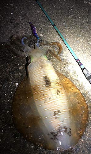 AbuGarcia (アブガルシア) ズームサファリ (ZoomSafari) ZMSS-805M パックロッド スピニング メバル エギング トラウト ブラックバス シーバス ロックフィッシュ 9枚目