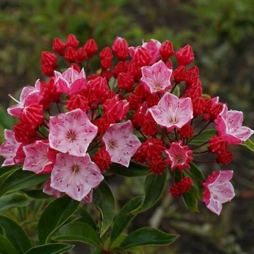 Semi Mountain Laurel Bush (Kalmia latifolia) 50 + Semi