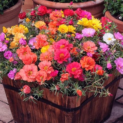 10000 Mixed Moss Rose Seeds - HOA Mười Giờ - AKA. Portulaca Grandiflora Mix, Moss-Rose Purslane, Eleven O'clock, Heat & Drought Tolerant 2 Grams