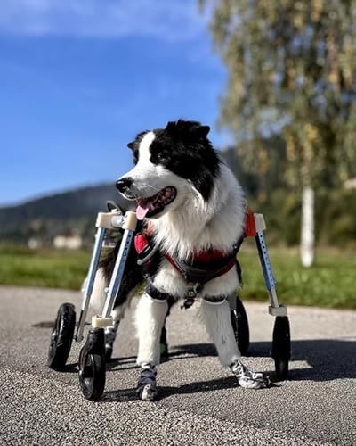 Regulowany wózek inwalidzki dla dużego psa - wsparcie w przypadku problemów z mobilnością, dysplazji stawu biodrowego i niepełnosprawności, pojemność 15-60 kg, idealny dla aktywnych zwierząt domowych