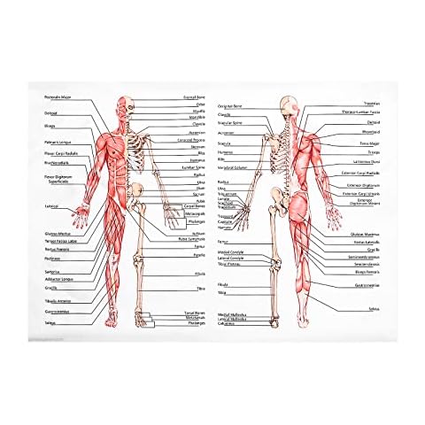 ULTECHNOVO Anatomical Poster Learning Muscular Skeletal System Laminated Human Skeleton Muscle Anatomy (27.51 x 19.65inch) Cover