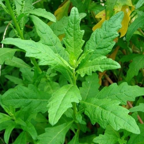 KVITER 300 Epazote Seeds (Chenopodium Ambrosoides) -...
