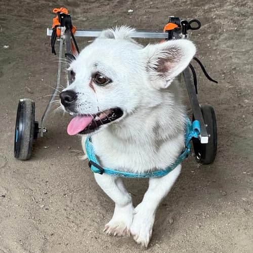 Fauteuil roulant pour chiens à deux roues stabilité des hanches