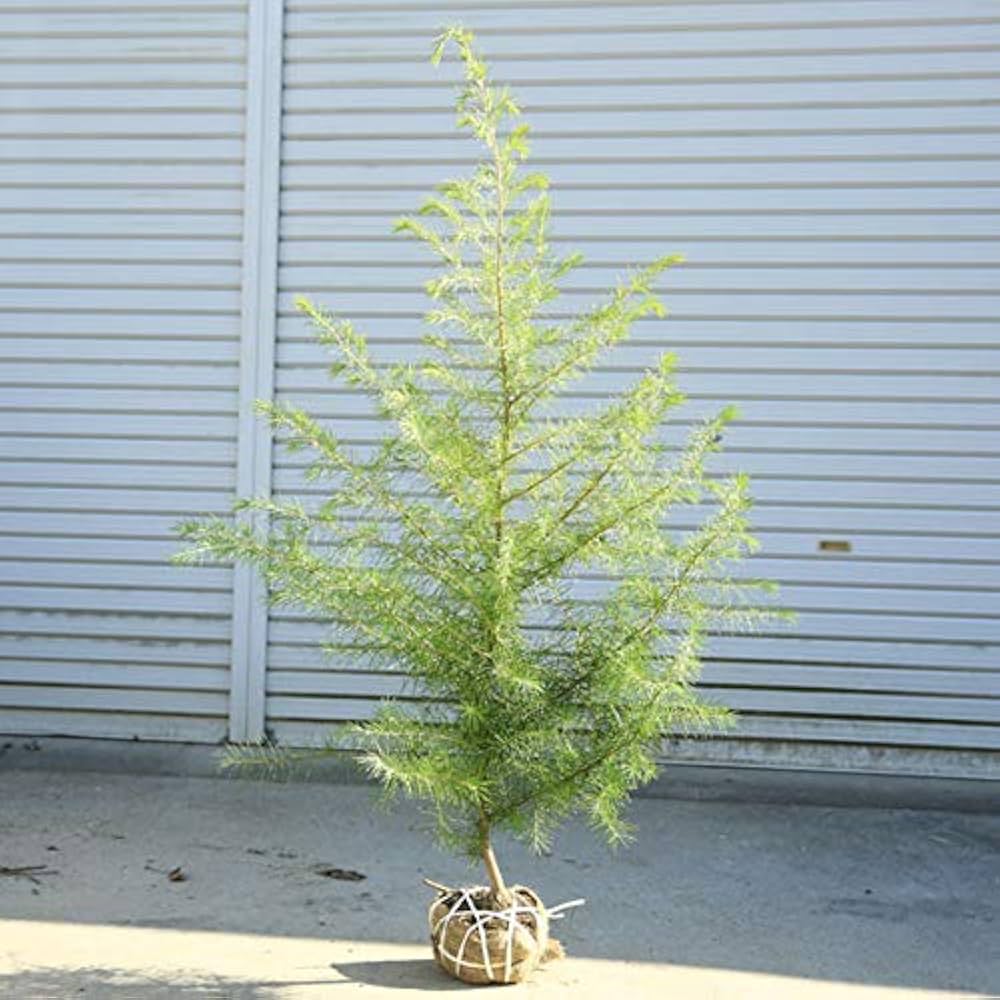 Amazon | 庭木:ヒマラヤスギ ヒマラヤシーダ ヒマラヤ杉* 樹高:約 Amazon | 庭木:ヒマラヤスギ ヒマラヤシーダ ヒマラヤ杉* 樹高:約