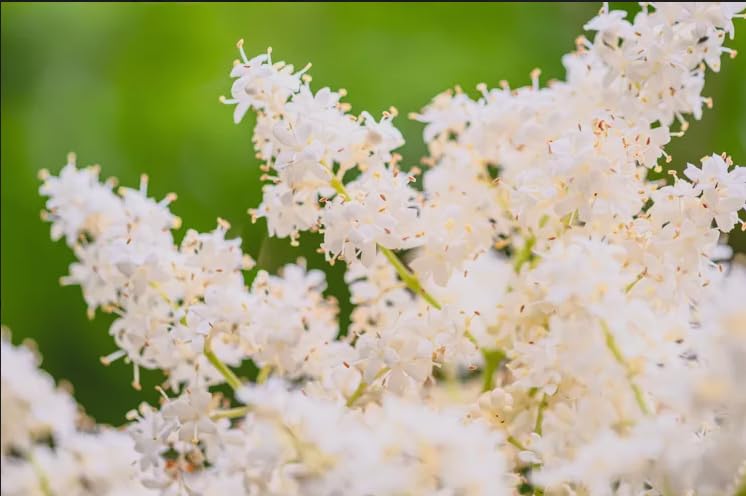 Ivory Silk Japanese Tree Lilac Live Plant – Syringa reticulata ‘Ivory Silk’ – Fragrant Creamy White Flowers – Hardy Ornamental Flowering Tree – Starter Plant