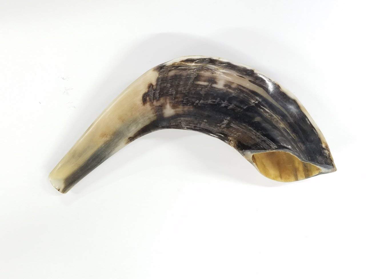 Traditioneller Ramhorn-Schofar aus Israel, 25,4 - 30,5 cm. LION OF JUDAH MARKET