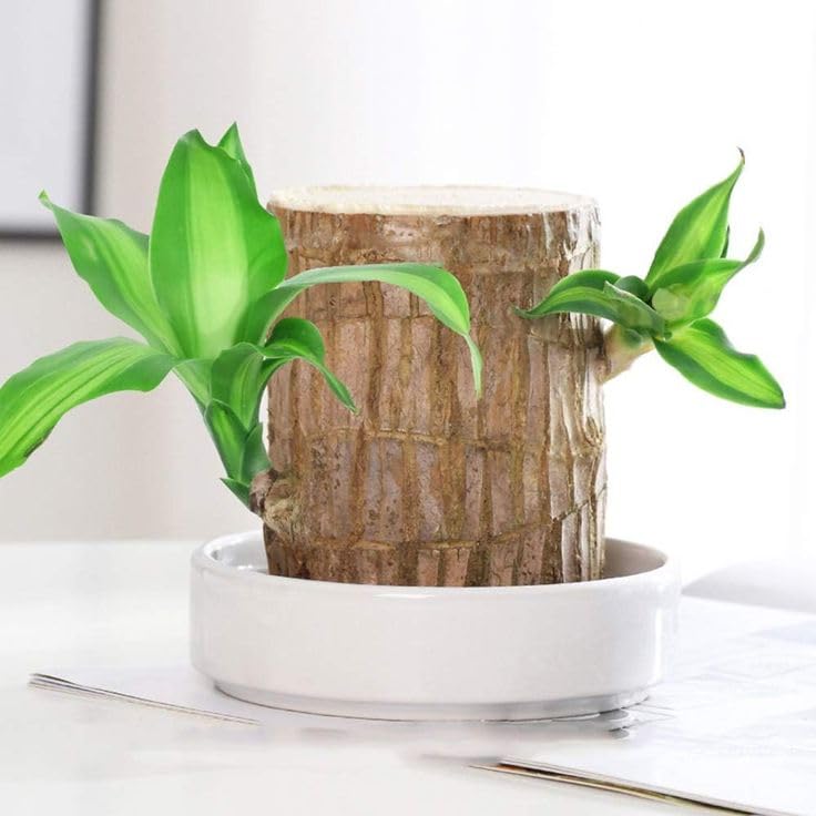 See full amazon price history chart for Authentic Brazilian Lucky Wood with Ceramic Coated Base Pot, Water Raise Lucky Wood with Buds, Indoor, Hydroponic, Four Seasons Plants Authentic Brazilian Lucky Wood with Ceramic Coated Base Pot, Water Raise Lucky Wood with Buds, Indoor, Hydroponic, Four Seasons Plants (B0DHCFPS67) Amazon Price History, Amazon Price Tracker
