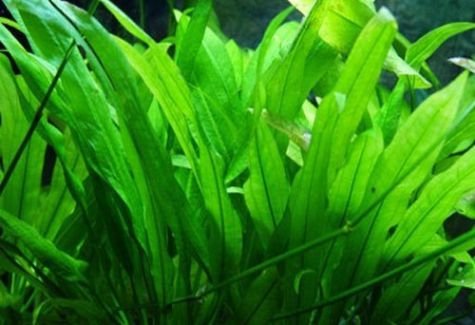 PondPlantsUKEchinodorus Amazonicus (Amazon Sword) - submerged - Aquarium 50 Strands