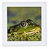 3dRose Romania, Danube Delta - Edible Frog in Duckweed 6x6 inch Quilt Square #1