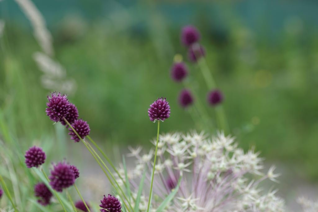 Allium Sphaerocephalon BIO 250 Blumenzwiebeln aus Holland