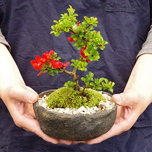 Amazon.co.jp: 【冬は落葉します】年に数回可憐な花が楽しめます【紅