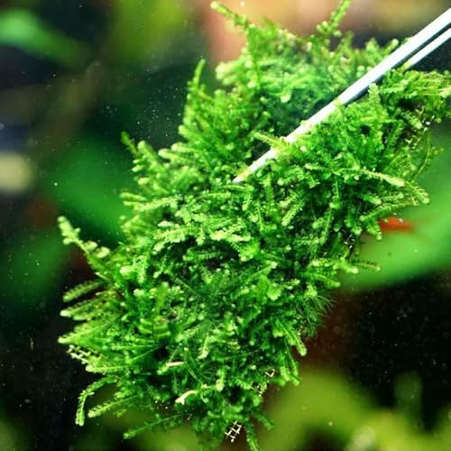 Image of LINLAN 9 Pieces 3.1X3.1in (8X8cm) Aquarium Moss Mesh, 304 Stainless Steel Aquatic Moss Wall, Easy to Cut, for Fixing and Propagating Aquatic Mosses, DIY Aquarium Filtration, and Aquascaping