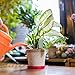 Imagen de 4 en 1 Medidor Humedad Plantas, Higrometro Plantas