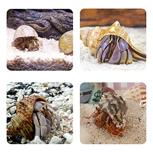 Hermit Crab Shells Medium To Large 0.51-1.18 Inch Assorted Opening Size Natural Turbo Seashells With Decoration Plan And Calcium Supplement #TOP5