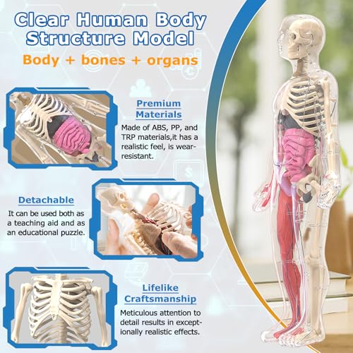 Image of Glow in Dark Human Body Model, 3D Realistic Human Anatomy Model,Removable Human Organ Model for Study Teaching Demonstration