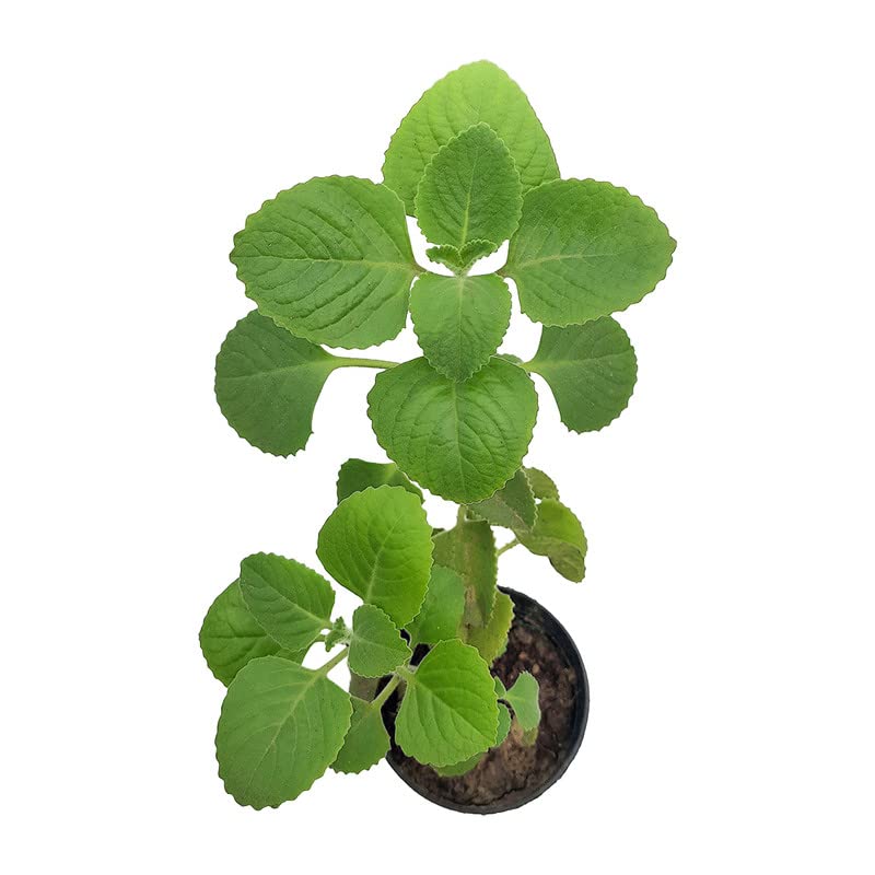 HN Organics Ajwain Plant | Ajwain Patta Plant | Oregano Plant with Pot for Outdoor Kitchen Herb Garden (B088R8P5Q8) Amazon Price History, Amazon Price Tracker