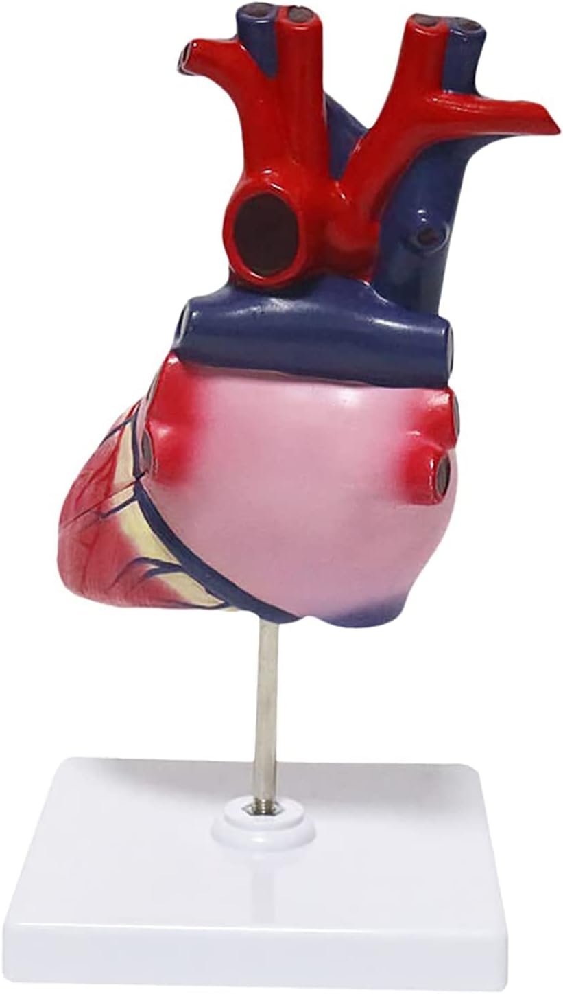 iksvmsis Heart Model Anatomy, Heart Model For Medical Students, Heart Medical Model Life Size With Base, Human Heart Model For Medical Student Learning Tool Education Display